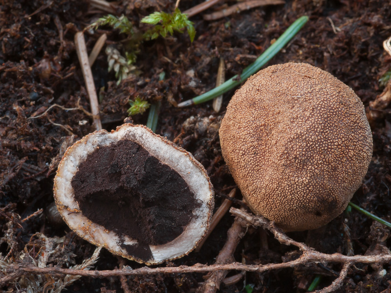 elaphomyces granulatus